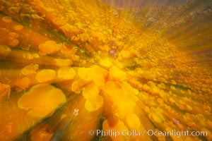 California poppies in a blend of rich orange color, blurred by a time exposure, Eschscholtzia californica, Eschscholzia californica, Del Dios, San Diego