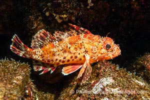 California Scorpionfish, Scorpaena guttata, Juvenile, Catalina Island, Scorpaena guttata