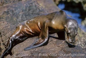 California sea lion pup starving during 1997-8 El Nino event, Coronado Islands, Zalophus californianus, Coronado Islands (Islas Coronado)