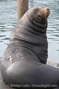 A bull sea lion shows a brand burned into its hide by the Oregon Department of Fish and Wildlife, to monitor it from season to season as it travels between California, Oregon and Washington.  Some California sea lions, such as this one C-704, prey upon migrating salmon that gather in the downstream waters and fish ladders of Bonneville Dam on the Columbia River.  The "C" in its brand denotes Columbia River. These  sea lions also form bachelor colonies that haul out on public docks in Astoria's East Mooring Basin and elsewhere, where they can damage or even sink docks, Zalophus californianus