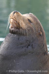 Sea lion head profile, showing small external ear, prominant forehead typical of adult males, whiskers.  This sea lion is hauled out on public docks in Astoria's East Mooring Basin.  This bachelor colony of adult males takes up residence for several weeks in late summer on public docks in Astoria after having fed upon migrating salmon in the Columbia River.  The sea lions can damage or even sink docks and some critics feel that they cost the city money in the form of lost dock fees, Zalophus californianus