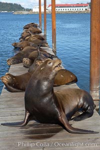 Sea lions hauled out on public docks in Astoria's East Mooring Basin.  This bachelor colony of adult males takes up residence for several weeks in late summer on public docks in Astoria after having fed upon migrating salmon in the Columbia River.  The sea lions can damage or even sink docks and some critics feel that they cost the city money in the form of lost dock fees, Zalophus californianus