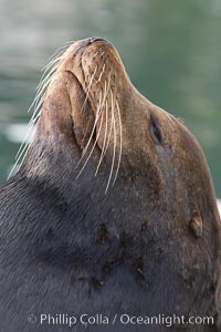Sea lion head profile, showing small external ear, prominant forehead typical of adult males, whiskers.  This sea lion is hauled out on public docks in Astoria's East Mooring Basin.  This bachelor colony of adult males takes up residence for several weeks in late summer on public docks in Astoria after having fed upon migrating salmon in the Columbia River.  The sea lions can damage or even sink docks and some critics feel that they cost the city money in the form of lost dock fees, Zalophus californianus