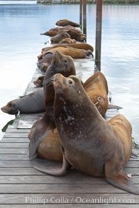 Sea lions hauled out on public docks in Astoria's East Mooring Basin.  This bachelor colony of adult males takes up residence for several weeks in late summer on public docks in Astoria after having fed upon migrating salmon in the Columbia River.  The sea lions can damage or even sink docks and some critics feel that they cost the city money in the form of lost dock fees, Zalophus californianus