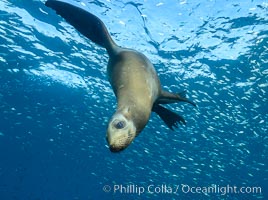 California sea lion and school of sardines underwater, Sea of Cortez, Baja California, Zalophus californianus