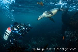 Marine Photographer Celia Kujala and California Sea Lion Underwater, Coronado Islands, Baja California, Mexico, Zalophus californianus, Coronado Islands (Islas Coronado)