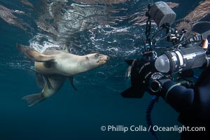 California Sea Lion and Underwater Photographer at the Coronado Islands, Mexico, Zalophus californianus, Coronado Islands (Islas Coronado)