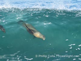 A California Sea Lion Bodysurfing on a Big Wave at Boomer Beach in La Jolla