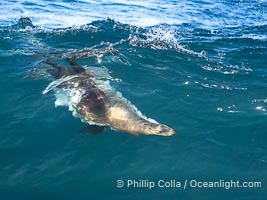 A California Sea Lion Bodysurfing on a Big Wave at Boomer Beach in La Jolla