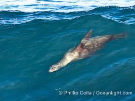 A California Sea Lion Bodysurfing on a Big Wave at Boomer Beach in La Jolla