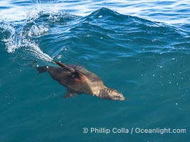 A California Sea Lion Bodysurfing on a Big Wave at Boomer Beach in La Jolla