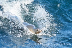 A California Sea Lion Bodysurfing on a Big Wave at Boomer Beach in La Jolla