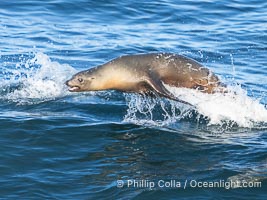 California sea lion bodysurfing in La Jolla, surfing waves close to shore at Boomer Beach, Zalophus californianus