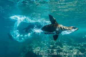Sea lion bubble streaming underwater, Zalophus californianus, Sea of Cortez