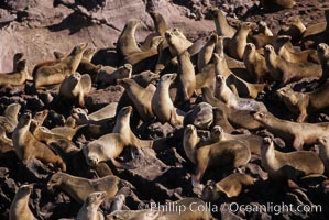 California sea lions, hauled out at rookery/colony, Baja California, Zalophus californianus