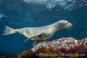 California sea lion, Coronados Islands, Baja California, Mexico, Zalophus californianus, Coronado Islands (Islas Coronado)