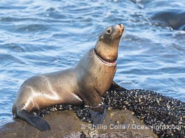 California sea lion entangled in fishing line, deep laceration around neck, Point La Jolla, Zalophus californianus