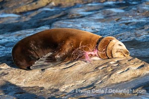 California sea lion entangled in fishing line, deep laceration around neck, Point La Jolla, Zalophus californianus