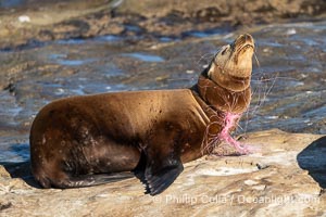 California sea lion entangled in fishing line, deep laceration around neck, Point La Jolla, Zalophus californianus