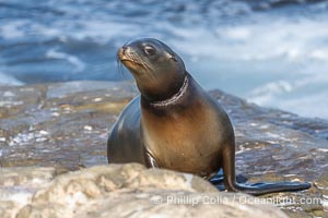 California sea lion entangled in fishing line, deep laceration around neck, Point La Jolla, Zalophus californianus