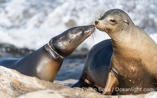 California sea lion entangled in fishing line, deep laceration around neck, Point La Jolla, Zalophus californianus