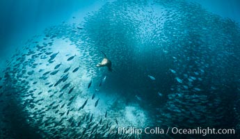 California Sea Lion Hunts in a School of Scad Fish, Sea of Cortez