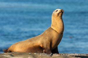 California sea lion wounded from entanglement in fishing line, La Jolla, Zalophus californianus