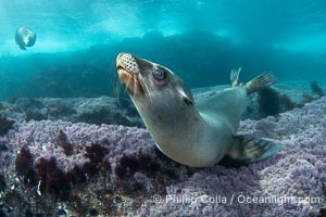 California sea lion laying on pink marine algae and eyeing the photographer, Coronado Islands, Mexico, Zalophus californianus, Coronado Islands (Islas Coronado)