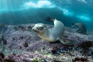 California sea lion laying on pink marine algae and eyeing the photographer, Coronado Islands, Mexico, Zalophus californianus, Coronado Islands (Islas Coronado)