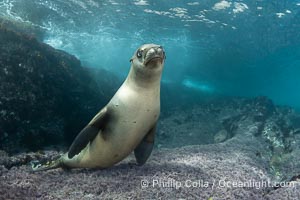 California sea lion laying on pink marine algae and eyeing the photographer, Coronado Islands, Mexico, Zalophus californianus, Coronado Islands (Islas Coronado)