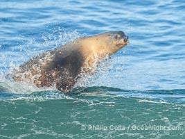 A California sea lions leap high out of the water, jumping clear of a wave while bodysurfing at Boomer Beach in La Jolla