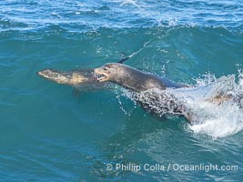 A California sea lions leap high out of the water, jumping clear of a wave while bodysurfing at Boomer Beach in La Jolla