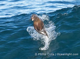 A California sea lions leap high out of the water, jumping clear of a wave while bodysurfing at Boomer Beach in La Jolla