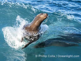 A California sea lions leap high out of the water, jumping clear of a wave while bodysurfing at Boomer Beach in La Jolla