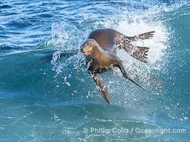 A California sea lions leap high out of the water, jumping clear of a wave while bodysurfing at Boomer Beach in La Jolla