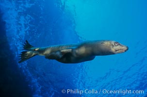 California sea lion, Isla Afuera, Guadalupe Island, Mexico, Zalophus californianus, Guadalupe Island (Isla Guadalupe)