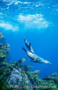 California sea lion mother and pup swimming over kelp-covered reef at the base of Isla Afuera, Guadalupe Island, Mexico, Zalophus californianus, Guadalupe Island (Isla Guadalupe)