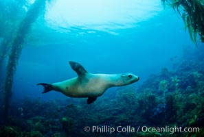 California sea lion, San Benito Islands, Zalophus californianus, San Benito Islands (Islas San Benito)