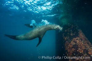 California sea lion at oil rig Eureka, underwater, among the pilings supporting the oil rig, Zalophus californianus, Long Beach