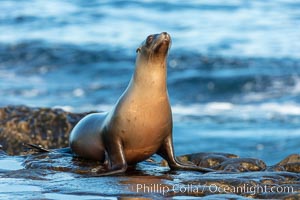 California Sea Lion portrait, La Jolla, California, Zalophus californianus