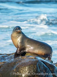 California Sea Lion Posing of Rocks in La Jolla, near San Diego California