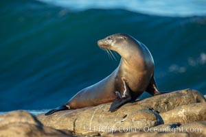 California Sea Lion Posing of Rocks in La Jolla, high surf crashing in the background