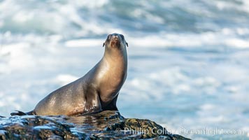 California Sea Lion Posing of Rocks in La Jolla, near San Diego California, Zalophus californianus