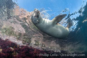 California sea lion pup at the Coronado Islands, Mexico, inquisitive of the photographer, underwater, Zalophus californianus, Coronado Islands (Islas Coronado)