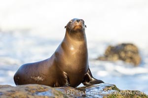 California Sea Lion Resting in the Sun, on rocky reef