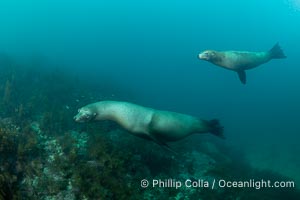 California Sea Lion, San Pedro Martir Island, Sea of Cortez, Mexico, Zalophus californianus, Isla San Pedro Martir, Sonora