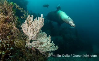 California Sea Lion, San Pedro Martir Island, Sea of Cortez, Mexico, Zalophus californianus, Isla San Pedro Martir, Sonora