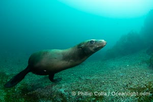 California Sea Lion, San Pedro Martir Island, Sea of Cortez, Mexico, Zalophus californianus, Isla San Pedro Martir, Sonora