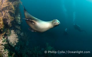 California Sea Lion, San Pedro Martir Island, Sea of Cortez, Mexico, Zalophus californianus, Isla San Pedro Martir, Sonora