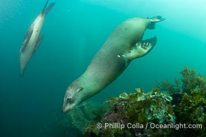 California Sea Lion, San Pedro Martir Island, Sea of Cortez, Mexico, Zalophus californianus, Isla San Pedro Martir, Sonora